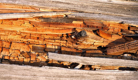 wet-dry-rot
