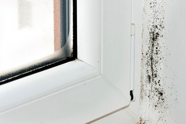 black-mould-by-window