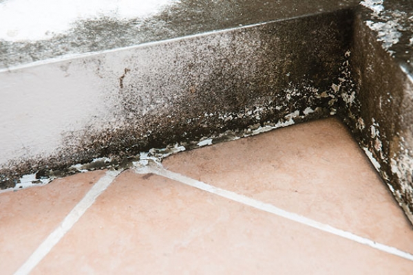 mildew-in-corner